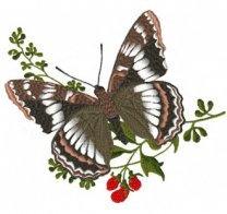 Mẫu hình Bướm